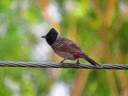 bird with a black crest on a wire in the park