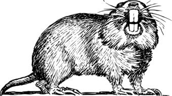 Gopher, black and white drawing