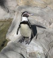 humboldt penguin on stone