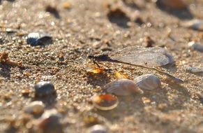dragonfly on the sand close-up on blurred background