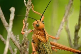 Orange grasshopper on a branch