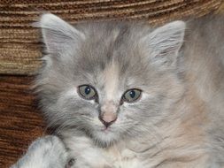 gray kitten lying on the couch