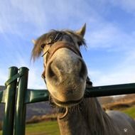 horse head over green fence