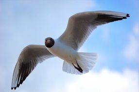 beautiful black headed gull flies high in the sky