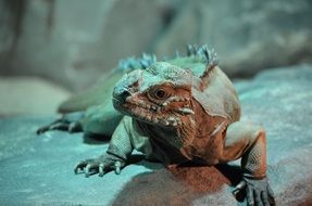 Picture of Iguana in the wildlife