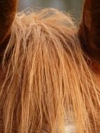 red mane on Horse Head