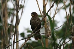 stunningly beautiful Thick-Billed Bird
