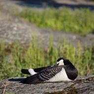 Sleeping Bird on the stone near the grass