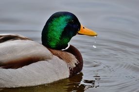 duck with green head on a lake
