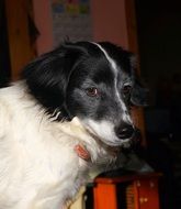 portrait of black and white dog