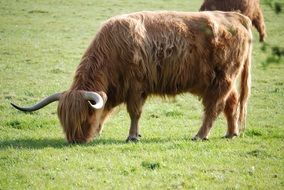 mountain cattle in the meadow