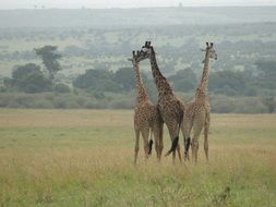 Giraffes East Africa