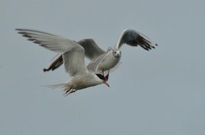 The Bird Is A Common Tern