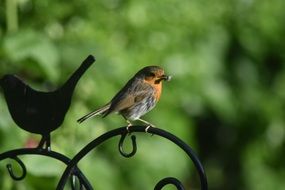 beautiful Robin Bird