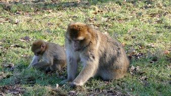 macaques dig in the green grass