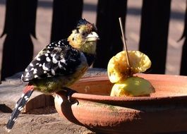 garden bird pecks apple