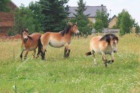 three grazing horses