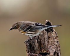 perched myrtle warbler