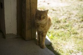 red domestic cat outdoor