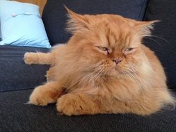 Thoughtful Red Cat Persians