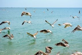 sea gulls over water