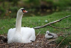 the swan is sitting in the nest with the little swan