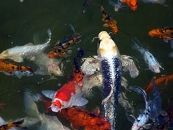 colorful tropical fish in an aquarium