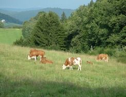 cow at summer Pasture