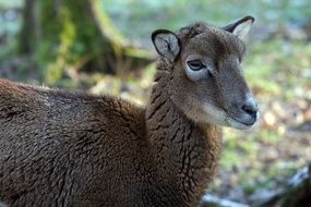 Cute young colorful wild goat among nature