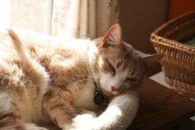 the cat is sleeping in the sun