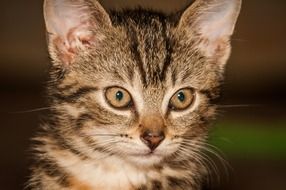 sweet mackerel kitten