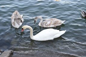swans swim in the lake