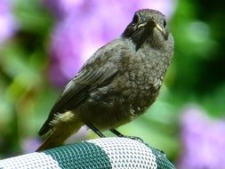 blackbird on the back of the chair
