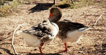 A romantic couple of ducks
