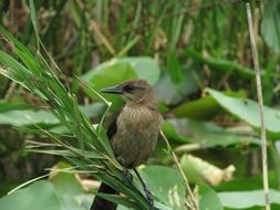 bird in the wildlife of Florida-Everglades