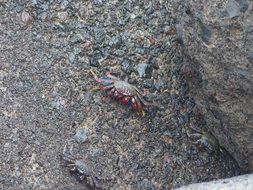 crab with red tentacles on the pebbles