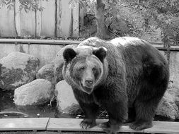 big Bear in Zoo, Black And White