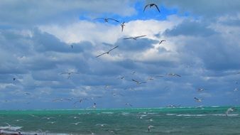 a flock of seagulls circling over the ocean in Miami, Florida