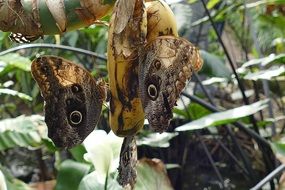 butterflies in the garden on a branch