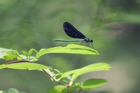 dragonfly on the leaves of a green plant