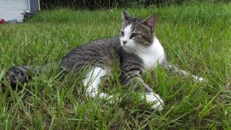 cat lies in green grass