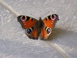 butterfly with colorful wings on a white stone