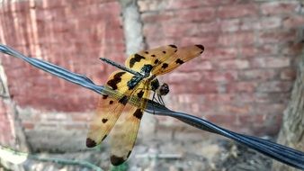 Dragonfly in summertime