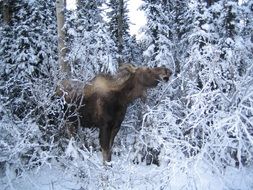 elk in the winter forest
