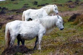 white horses on the field