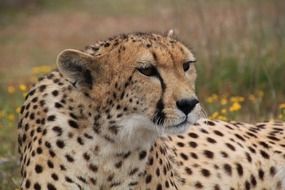 portrait of an african cheetah