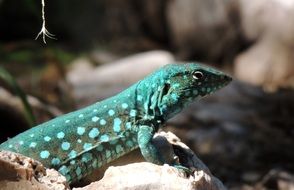 turquoirois lizard
