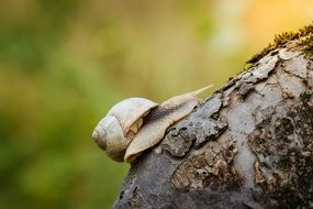 closeup picture of snail on the tree bark