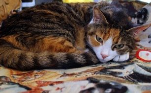 resting domestic cat