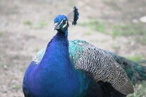 graceful iridescent peacock